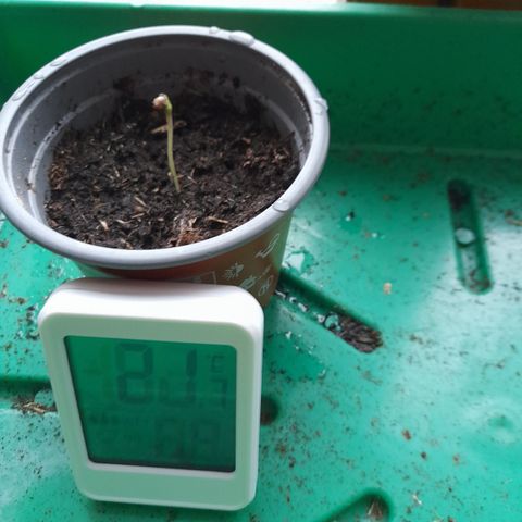 Bubba Kush growlog photo: 2eme jours