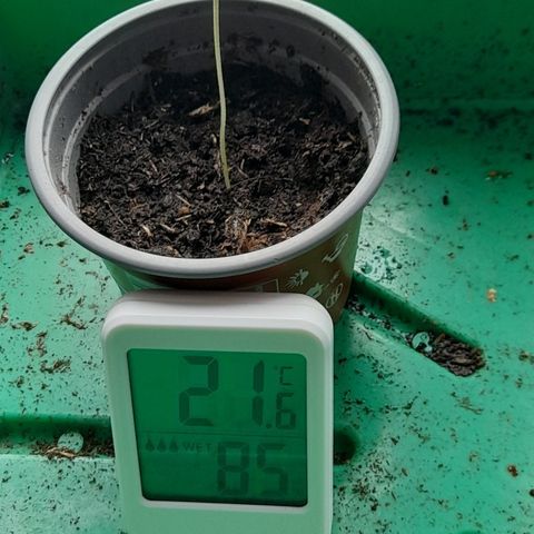 Bubba Kush growlog timeline photo
