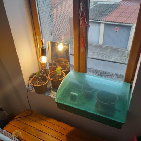 Royal gorilla  growlog photo: Attente livraison aujourd'hui d une nouvelle ampoule 💡 