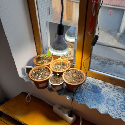 Royal gorilla  growlog photo: Emma