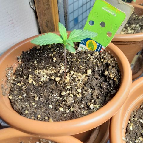 Royal gorilla  growlog photo: Royal Gorilla 