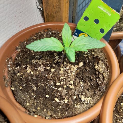Royal gorilla  growlog photo: Royal Gorilla 