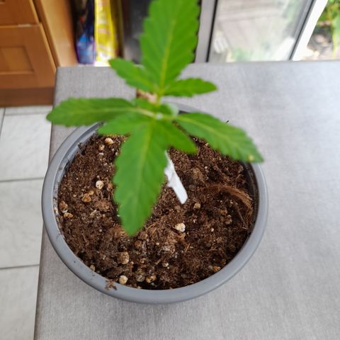 Bubba Kush growlog photo: Bubba kush