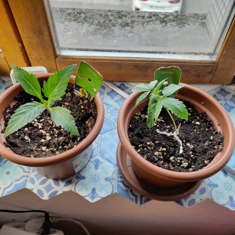 Royal gorilla  growlog timeline photo