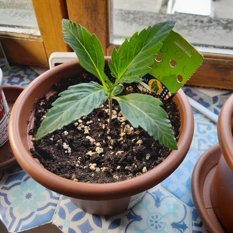 Royal gorilla  growlog photo: Royal Gorilla 