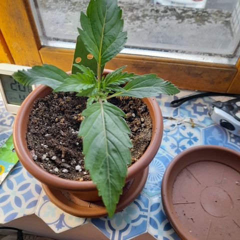 Royal gorilla  growlog photo: Royal Gorilla 