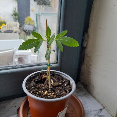 Bubba Kush growlog photo: Bubba kush 