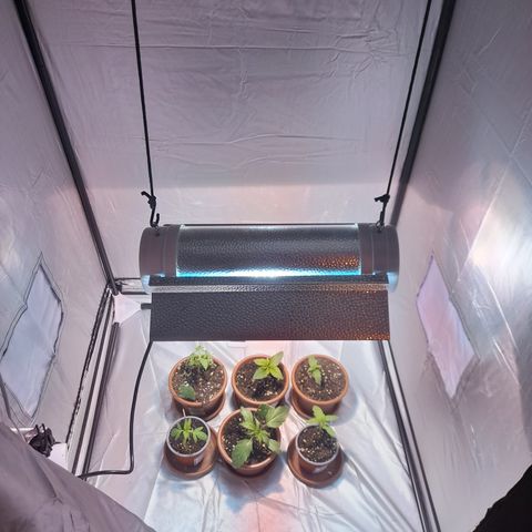 Royal gorilla  growlog photo: Box