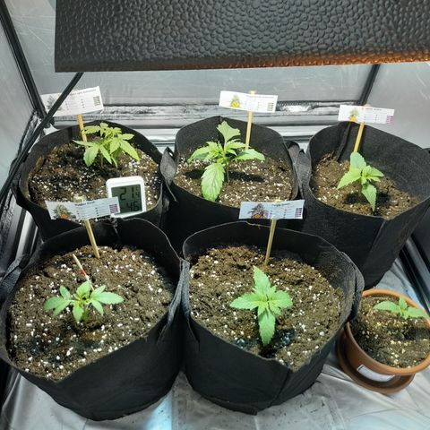 Royal gorilla  growlog photo: Box