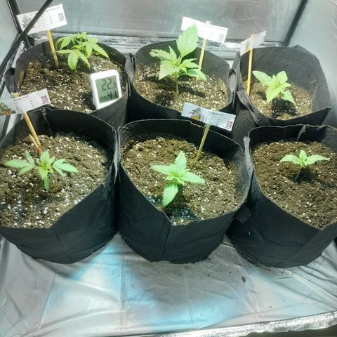 Royal gorilla  growlog photo: Box