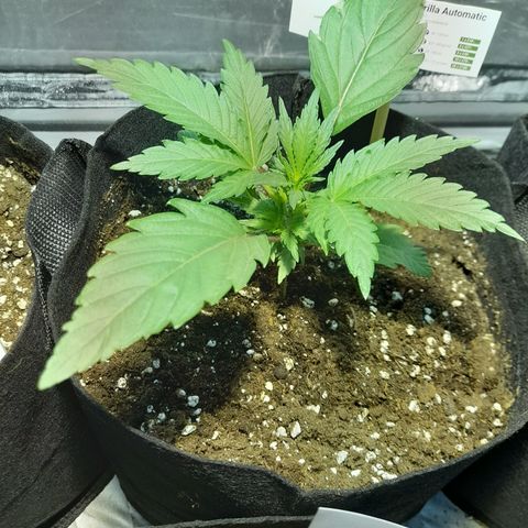 Royal gorilla  growlog photo: Royal Gorilla 