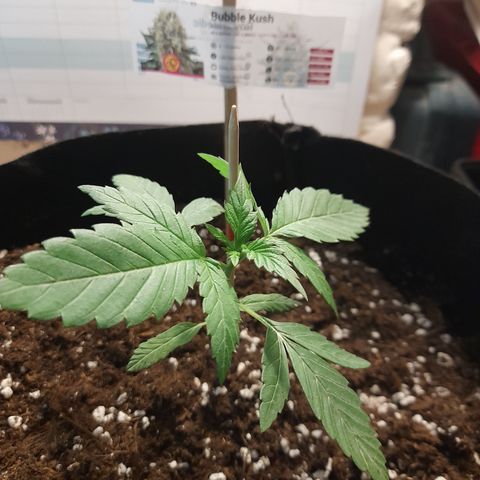 Bubba Kush growlog timeline photo