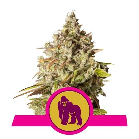 Royal gorilla  growlog timeline photo
