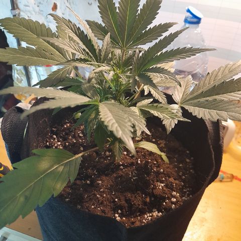 Royal gorilla  growlog photo: Royal Gorilla 
