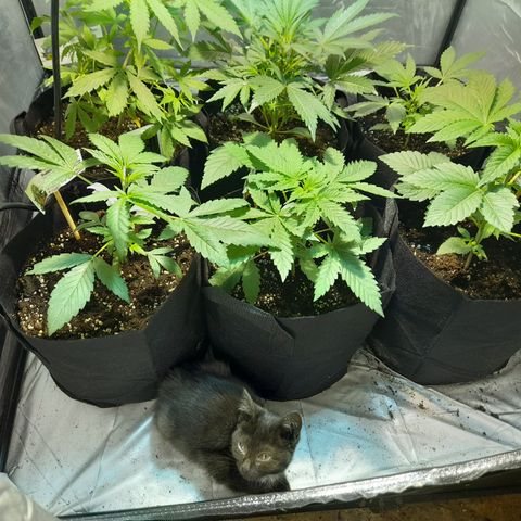 Royal gorilla  growlog photo: Box