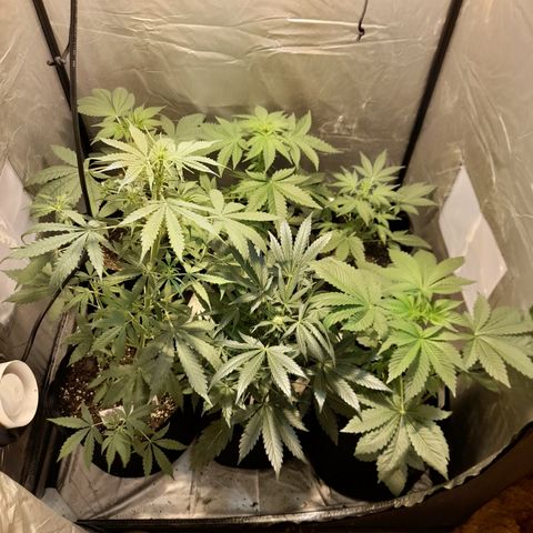 Royal gorilla  growlog timeline photo