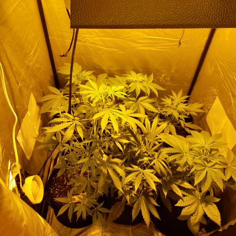 Royal gorilla  growlog timeline photo