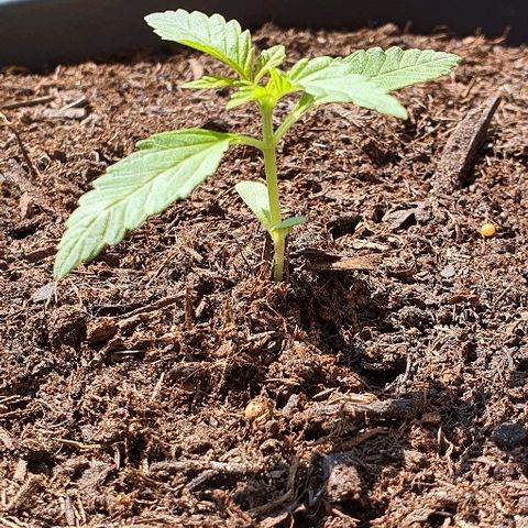 Sensi skunk growlog timeline photo