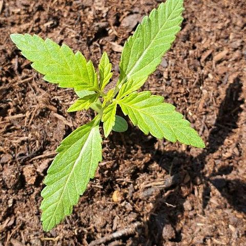 Sensi skunk growlog timeline photo