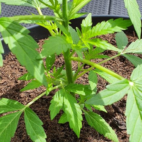 Sensi skunk growlog timeline photo