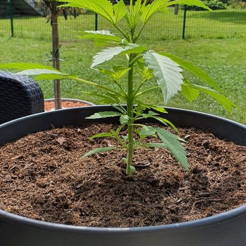 Sensi skunk growlog timeline photo