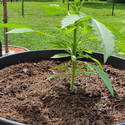Sensi skunk growlog timeline photo