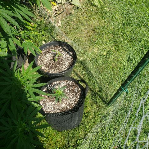 Strawberry Punch growlog timeline photo
