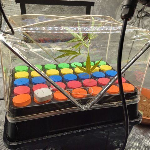Ceecee growlog timeline photo