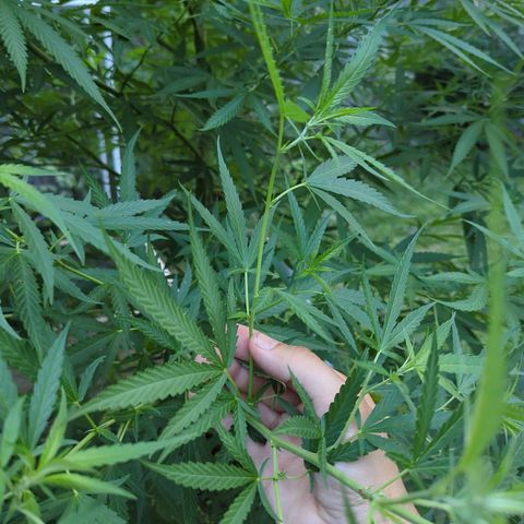 Ceecee growlog timeline photo