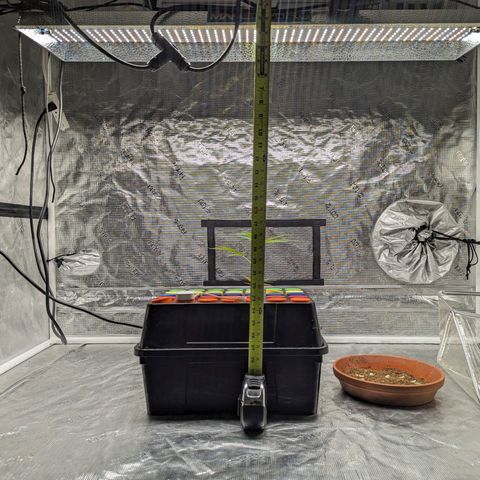 Ceecee growlog photo: Adjusted the light to 18inches above the top of the clone.
