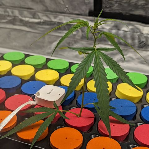 Ceecee growlog photo: Little check on her this morning. Still green and pretty!