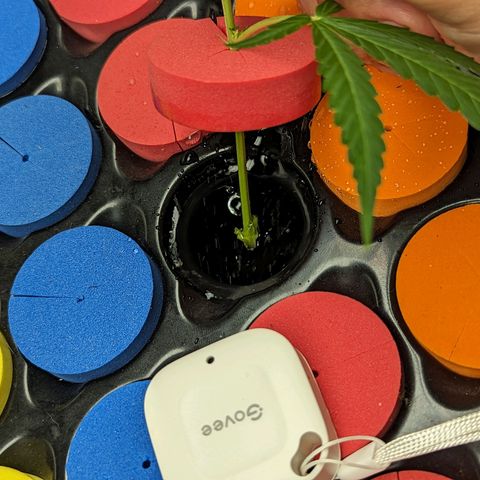 Ceecee growlog photo: Little check on her this morning. Still green and pretty!
