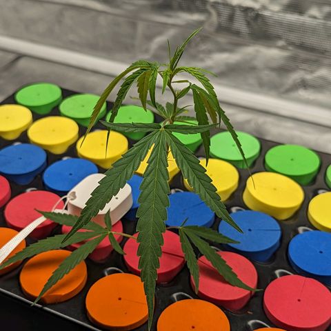Ceecee growlog photo: 7am shot, pre water change.
