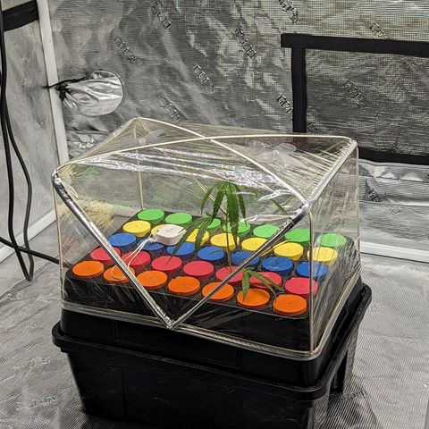 Ceecee growlog timeline photo