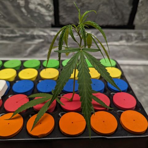 Ceecee growlog timeline photo