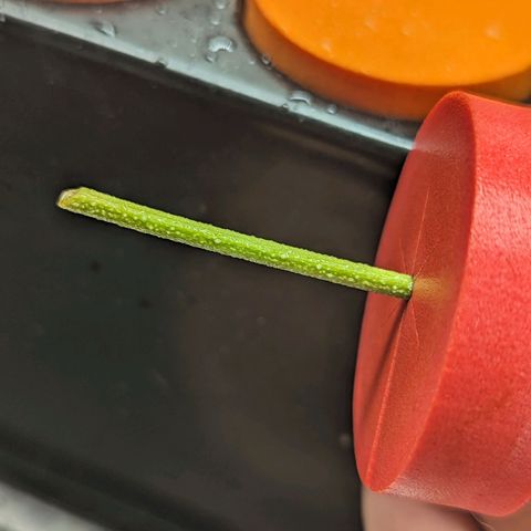 Ceecee growlog photo: Root spots! Was gone for a few days so uploaded the average temps/rh.