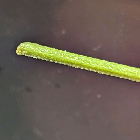 Ceecee growlog photo: Root spots! Was gone for a few days so uploaded the average temps/rh.