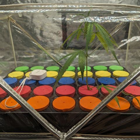 Ceecee growlog photo: Root spots! Was gone for a few days so uploaded the average temps/rh.