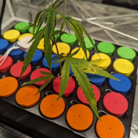 Ceecee growlog timeline photo