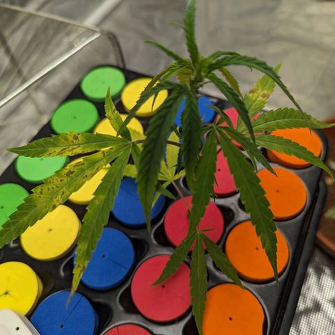 Ceecee growlog timeline photo