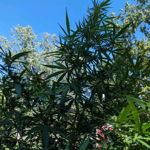 Ceecee growlog photo: Ceecee's big aunt is budding up! My neighbor named her Pam. I wish I had better pics of Pam. She smells so piney and delicious.