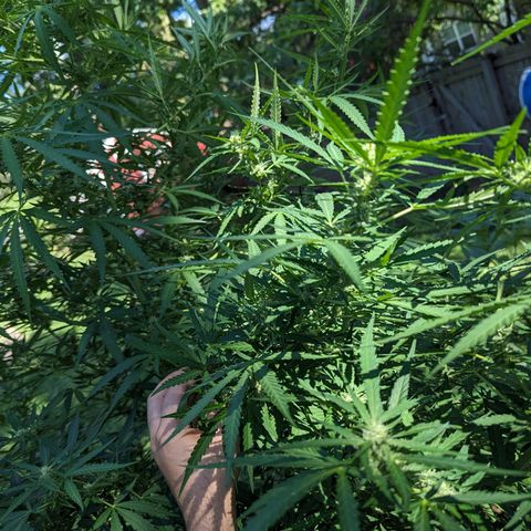 Ceecee growlog photo: Ceecee's big aunt is budding up! My neighbor named her Pam. I wish I had better pics of Pam. She smells so piney and delicious.