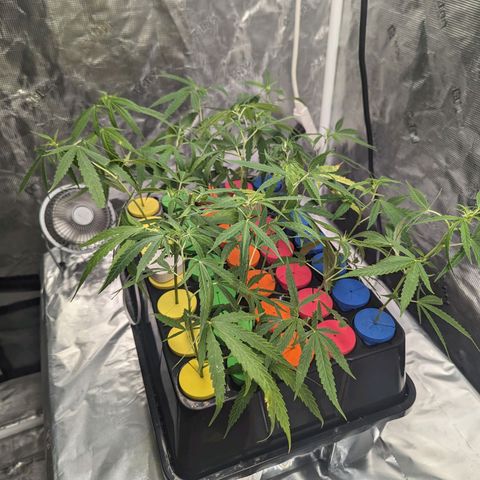 Ceecee growlog photo: Checked in the ladies this morning. 