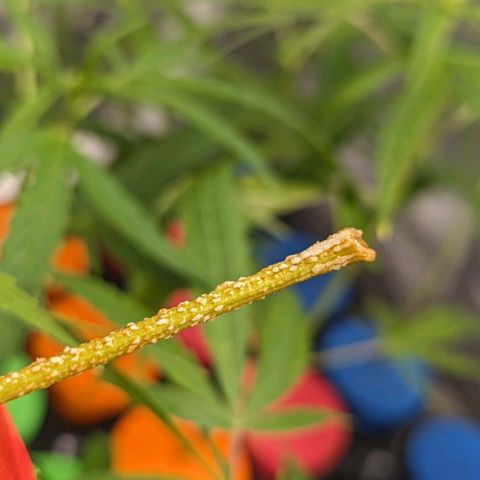 Ceecee growlog photo: Hmm. I'd like to think the water I used when I started was just so bad it's causing CeeCee to look kinda gross. It's a weed after all so we'll see what she does!