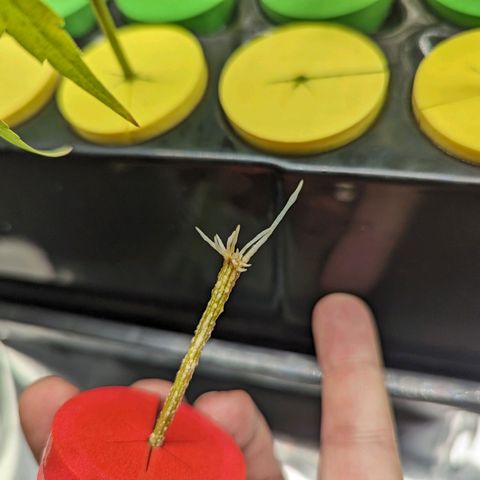 Ceecee growlog photo: 8:30pm check on roots. Nice to see her rooting!