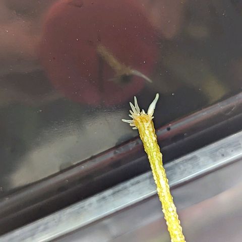 Ceecee growlog photo: 8:50 pm. Looking nice!!