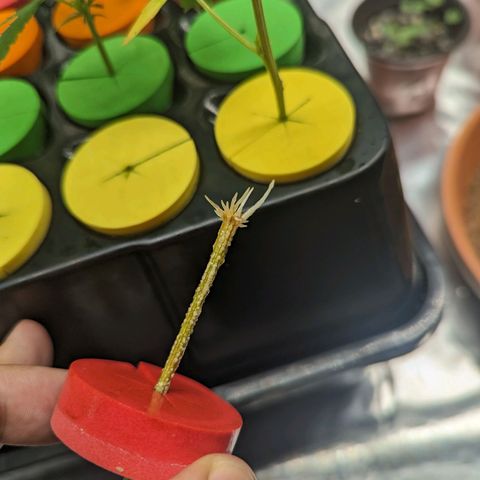 Ceecee growlog photo: 12:20pm mid day check during lunch break!