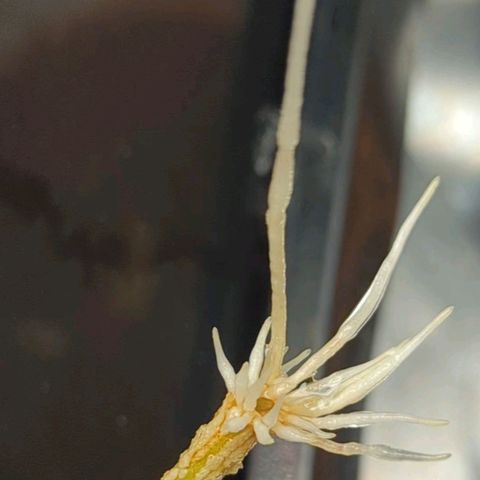 Ceecee growlog photo: Love this explosive growth!! Taken at 9pm tonight.