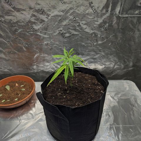 Ceecee growlog timeline photo