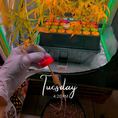 Ceecee growlog timeline photo